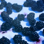 Just as an example of how colours lead to rugs (see blackberry moods). These were on a blue cloth in the kitchen