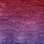 Close-up of chenille hanging